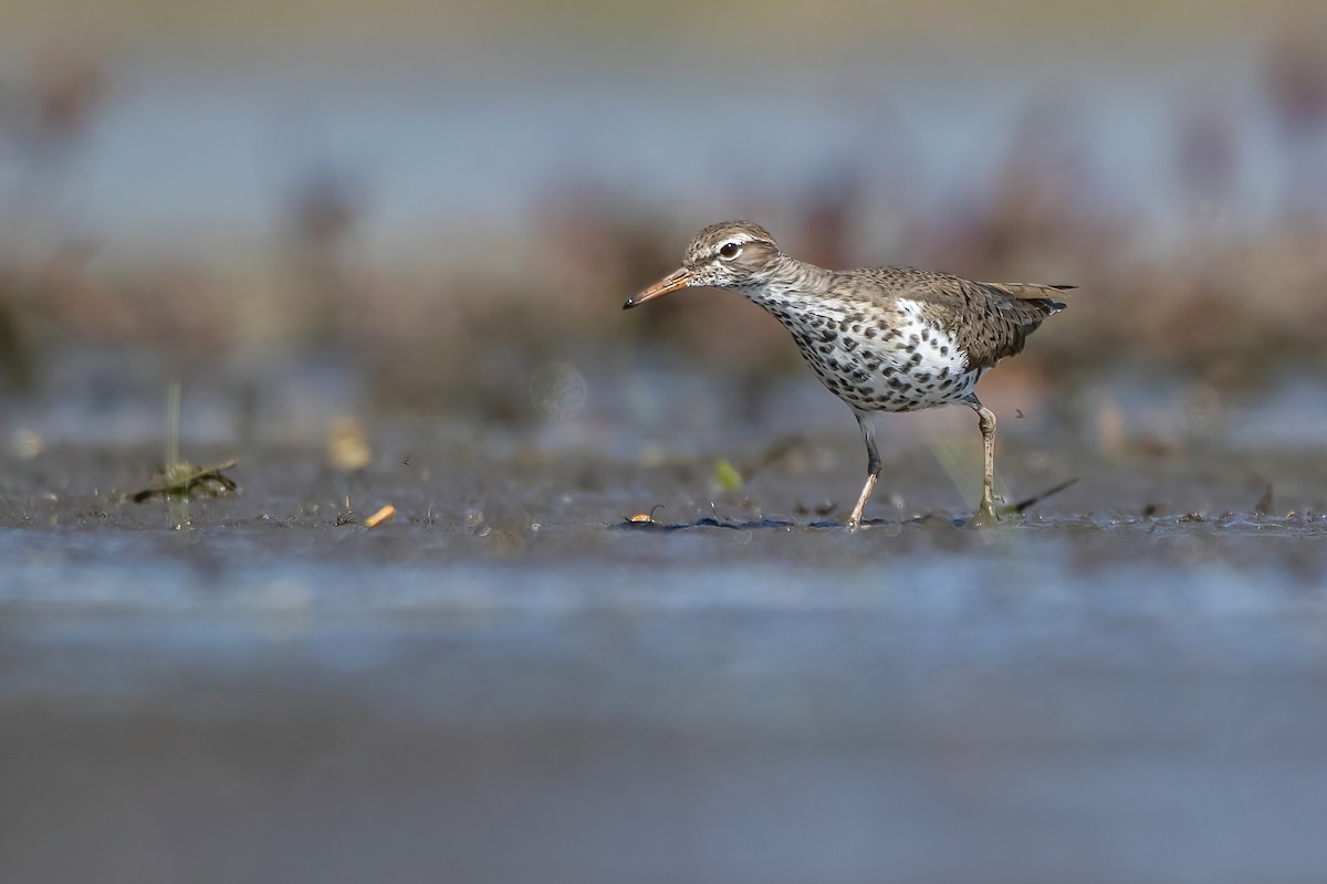 Spotted Sandpiper - ML330949621