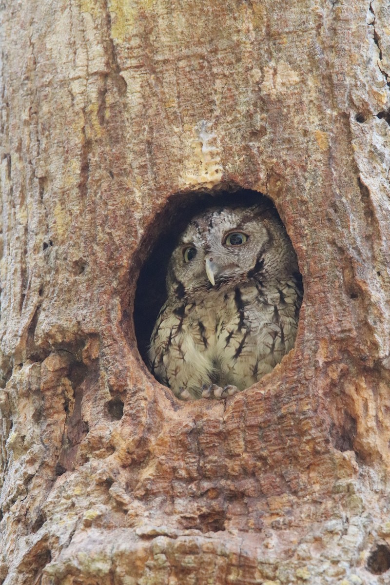 Eastern Screech-Owl - ML330949701