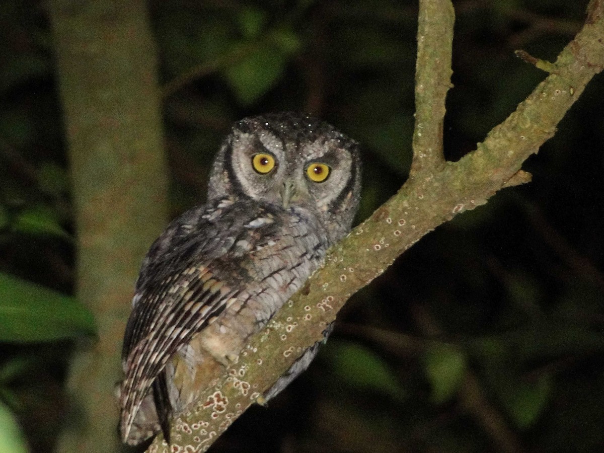 Tropical Screech-Owl - Walter Ariel  Baez