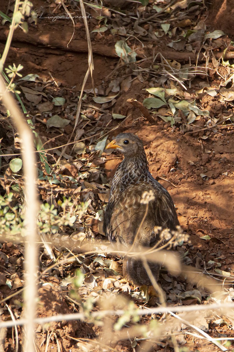 Scaly Spurfowl - ML330950761