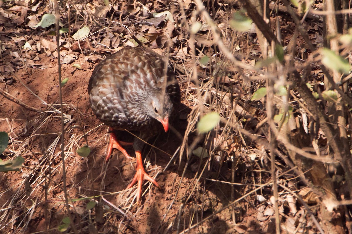 Scaly Spurfowl - ML330950771