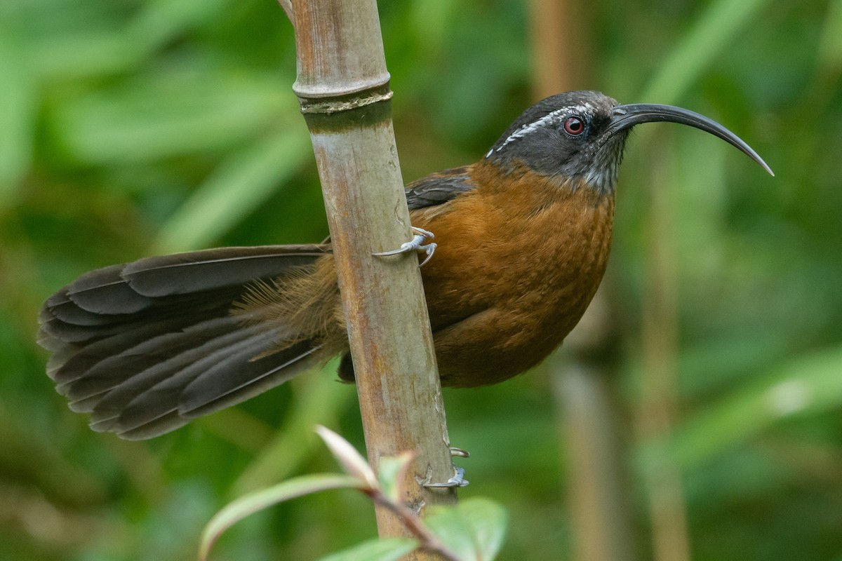 Slender-billed Scimitar-Babbler - Poojan Gohil