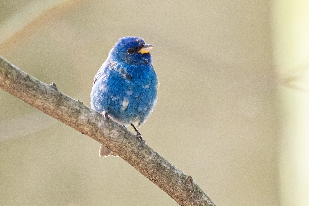 Indigo Bunting - Brad Imhoff