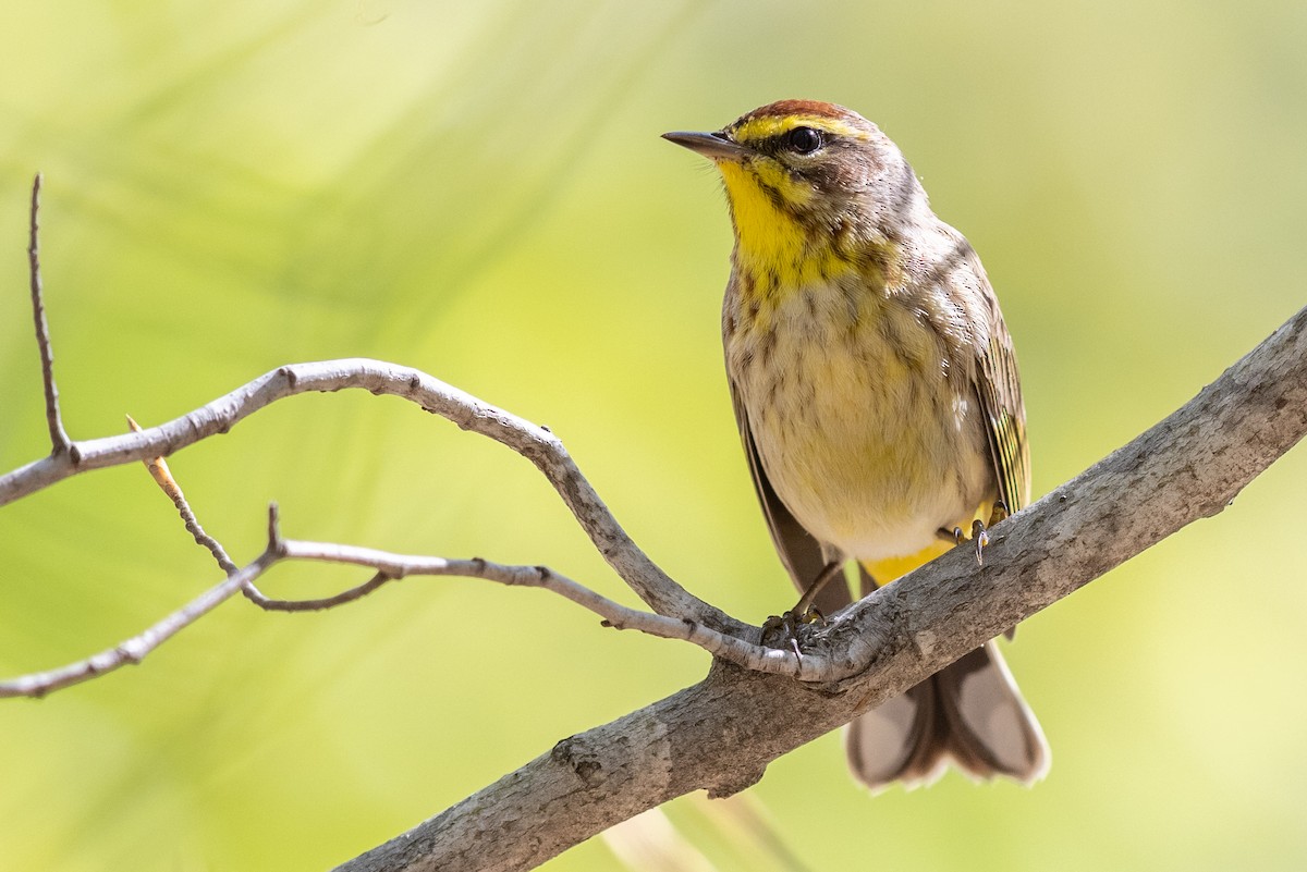 Palm Warbler (Western) - Brad Imhoff