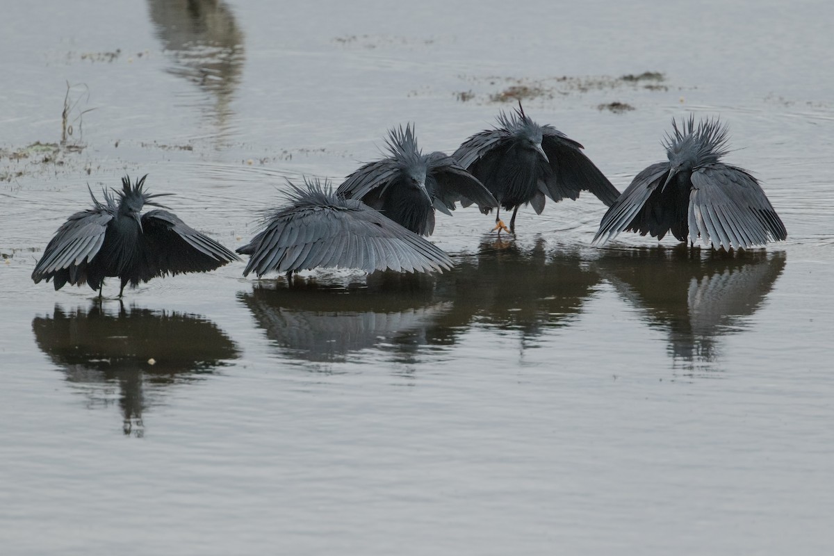 Black Heron - ML330954391