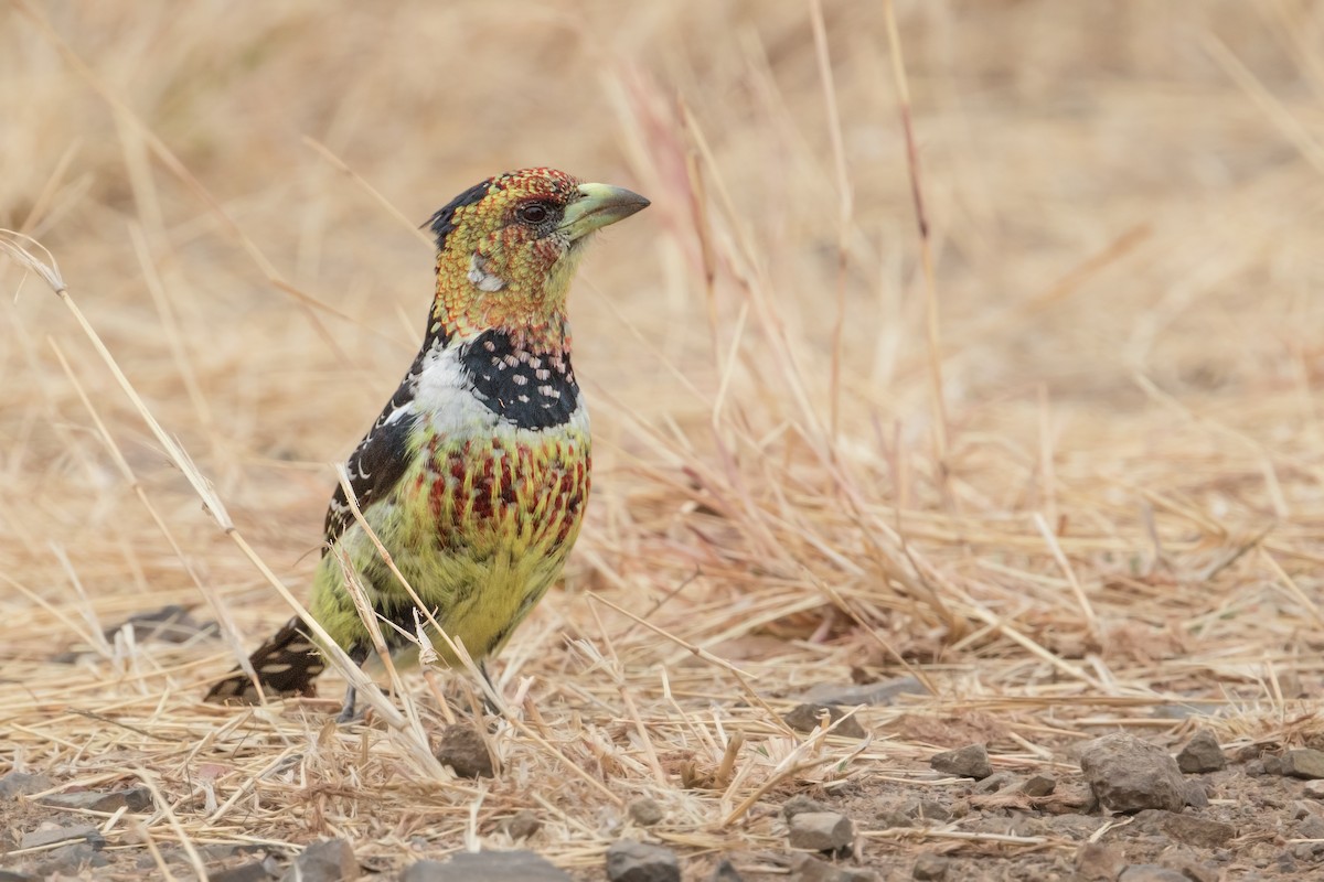 Crested Barbet - ML330954471