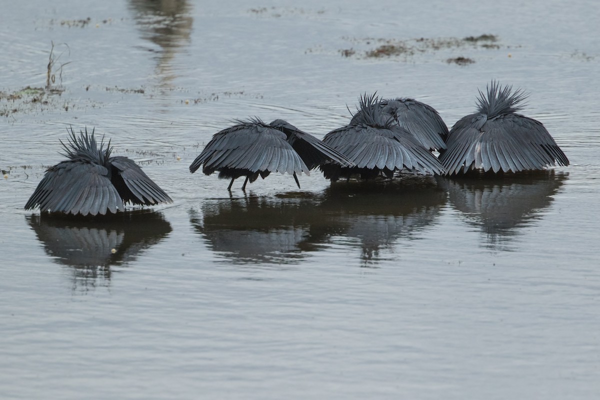 Black Heron - ML330954501