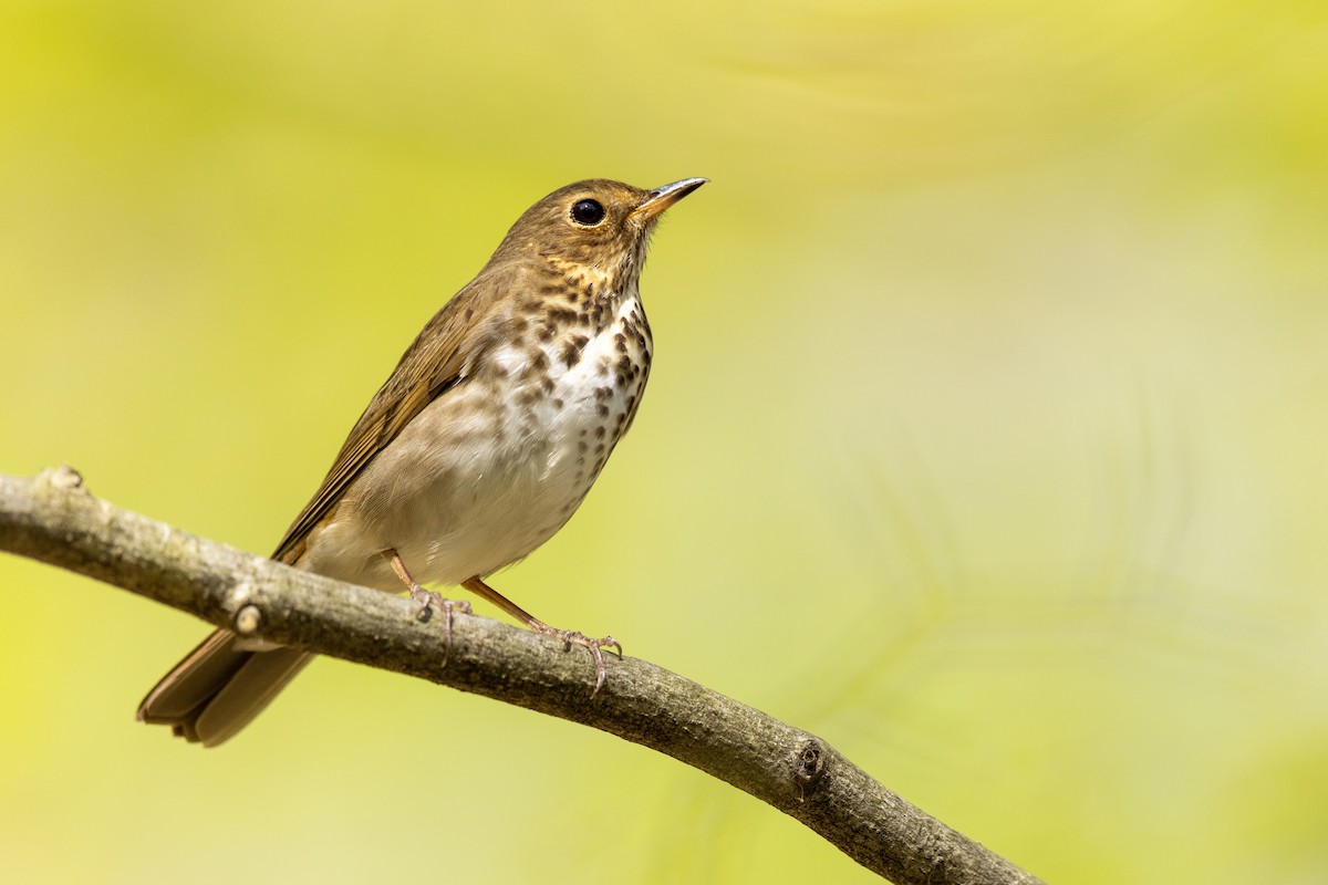 Swainson's Thrush - ML330954551