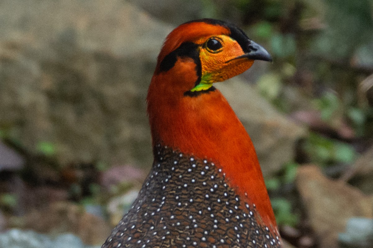 Blyth's Tragopan - ML330955341