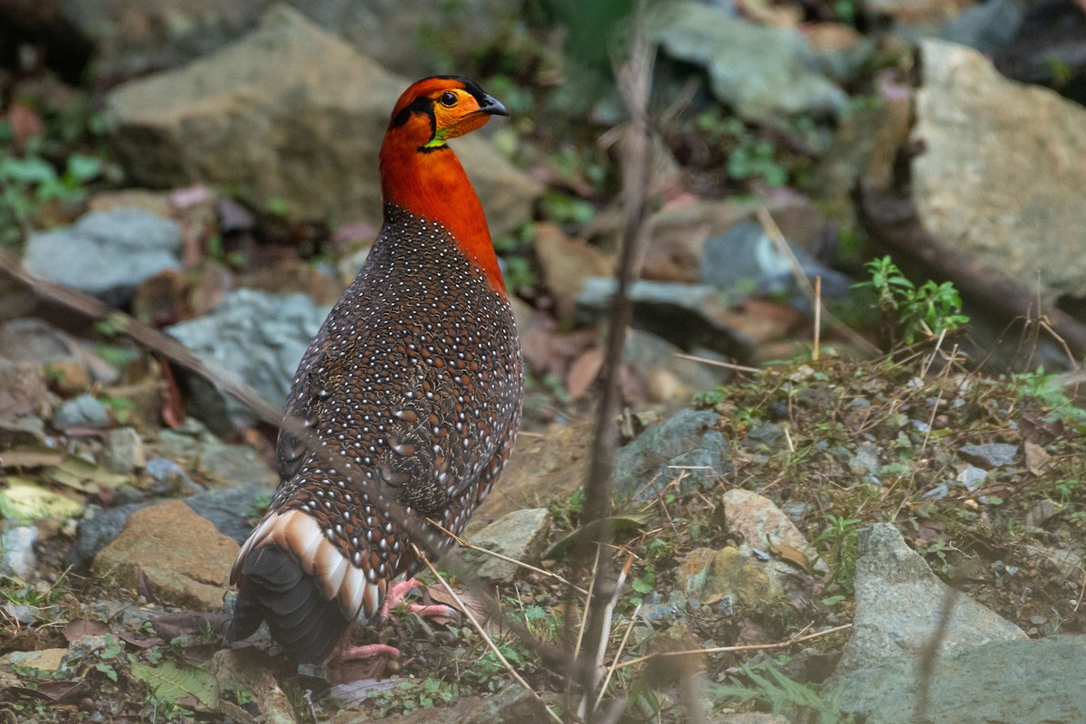 Blyth's Tragopan - ML330955371