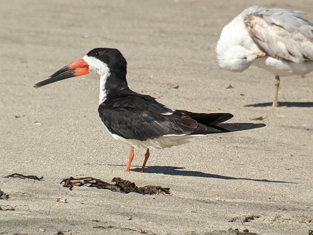 Black Skimmer - ML330956411