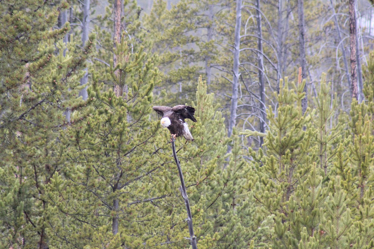 Bald Eagle - ML330956841