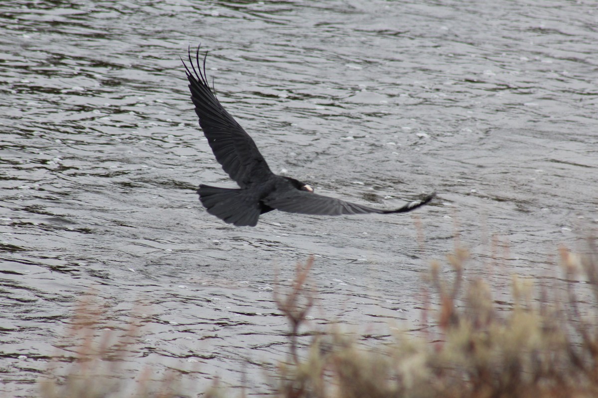 Common Raven - ML330956851