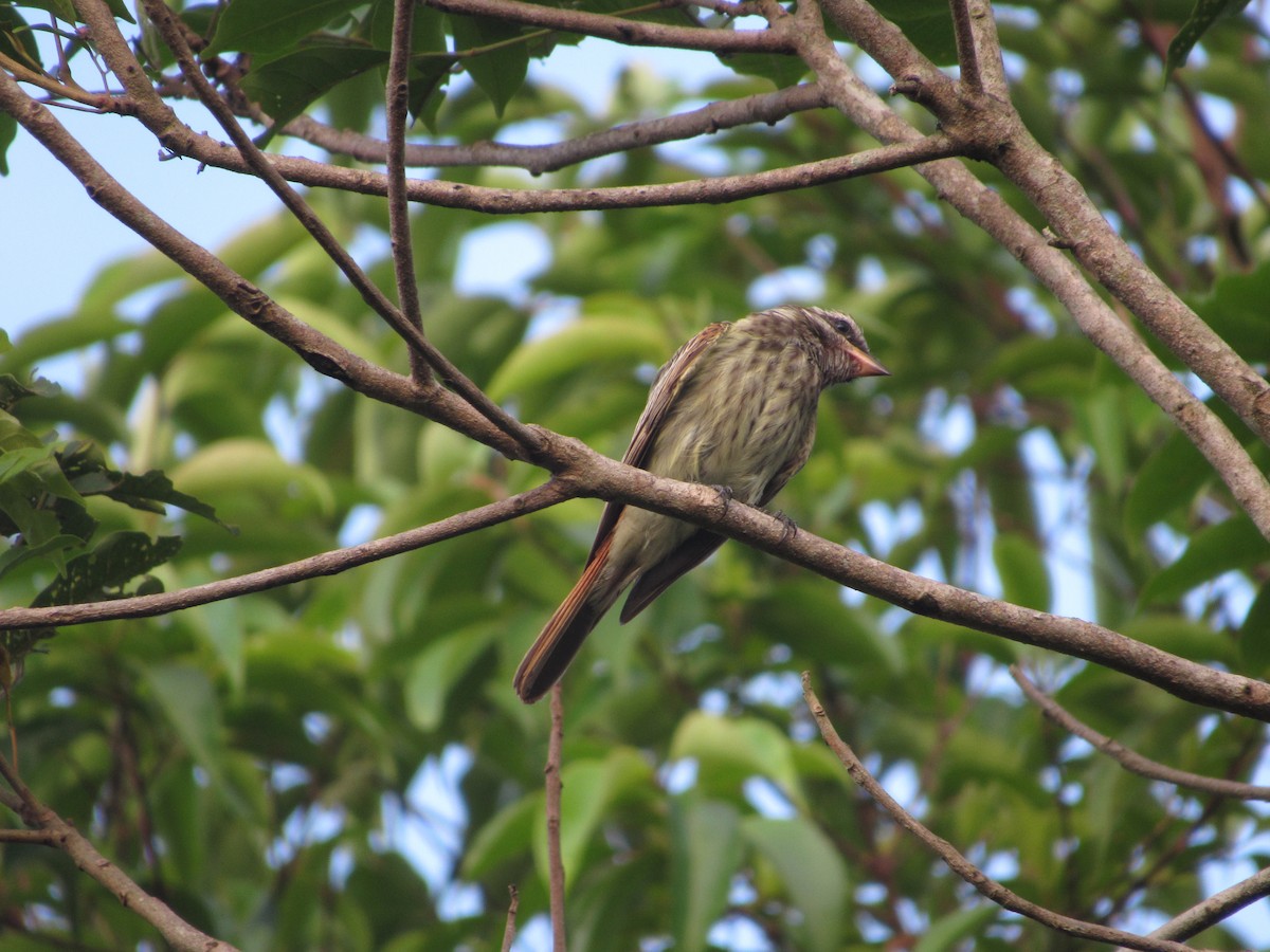 Variegated Flycatcher - ML330956901