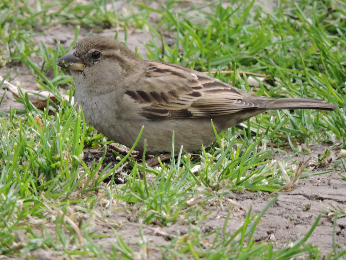 House Sparrow - ML33095700