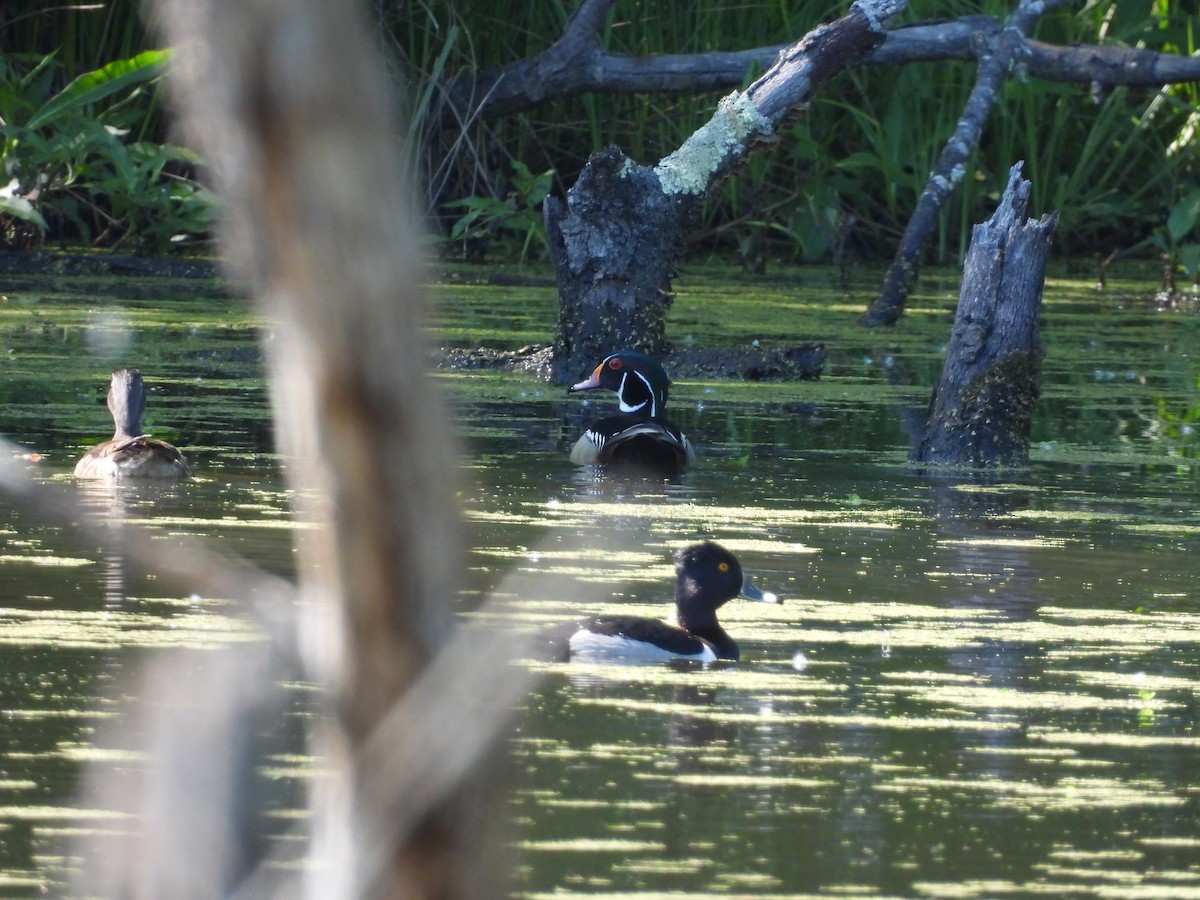Wood Duck - ML330957001
