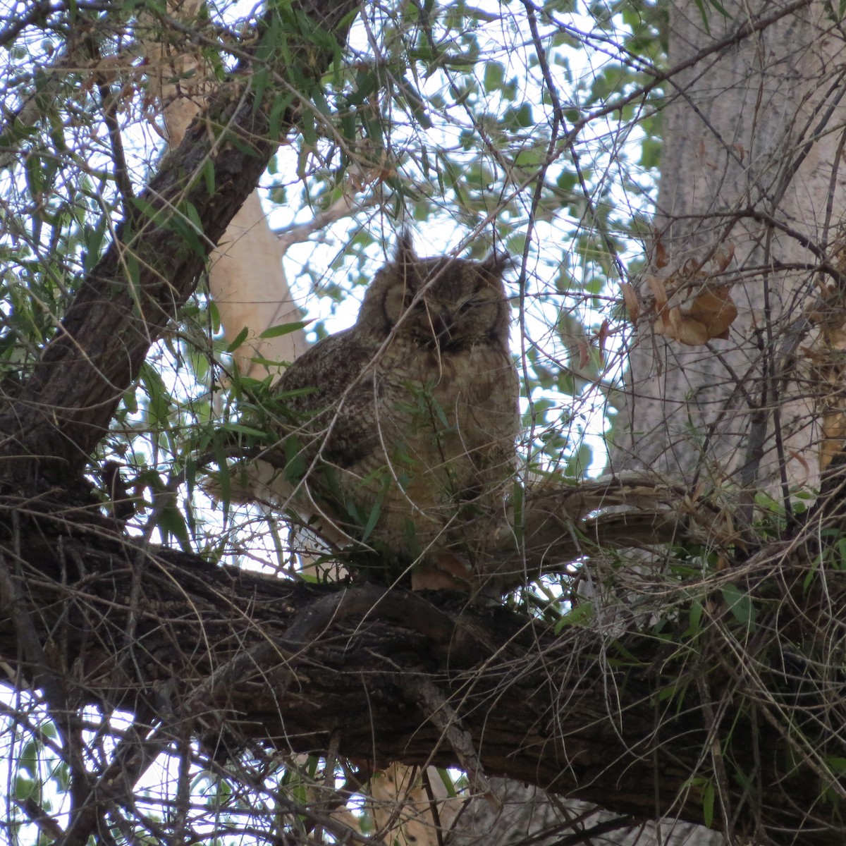 Great Horned Owl - ML330957851