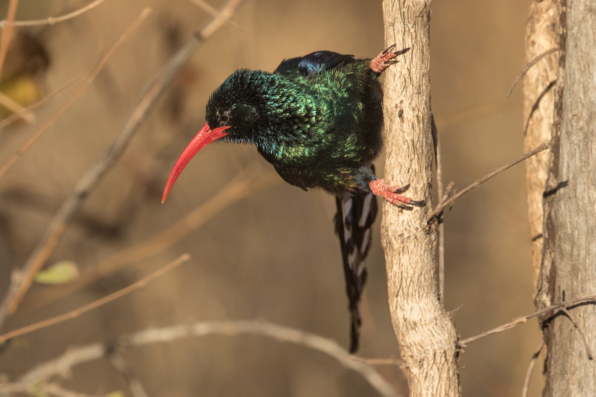 Green Woodhoopoe - Michel Gutierrez