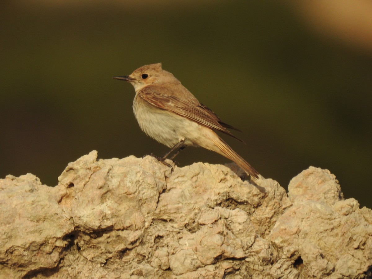 Hooded Wheatear - ML330959701