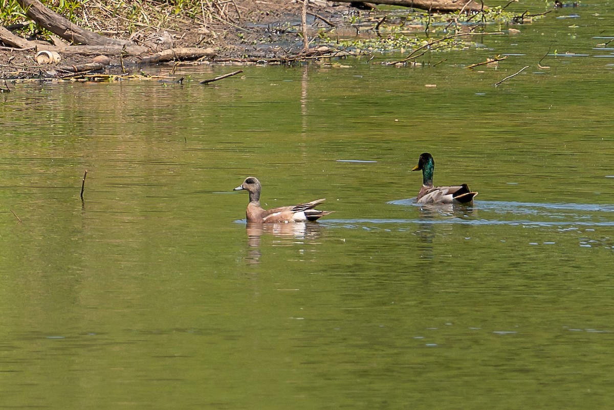 American Wigeon - ML330959851