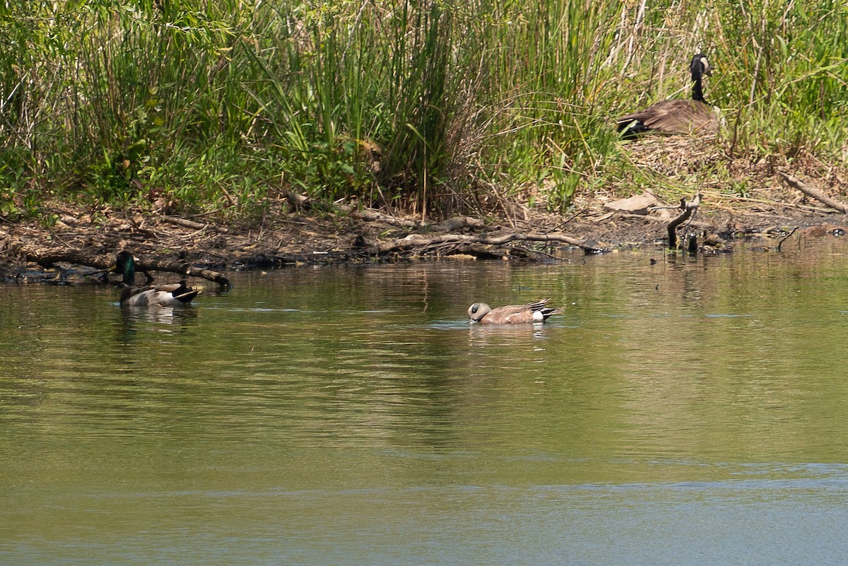 American Wigeon - ML330959871