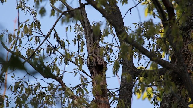 Hairy Woodpecker (Eastern) - ML330960291