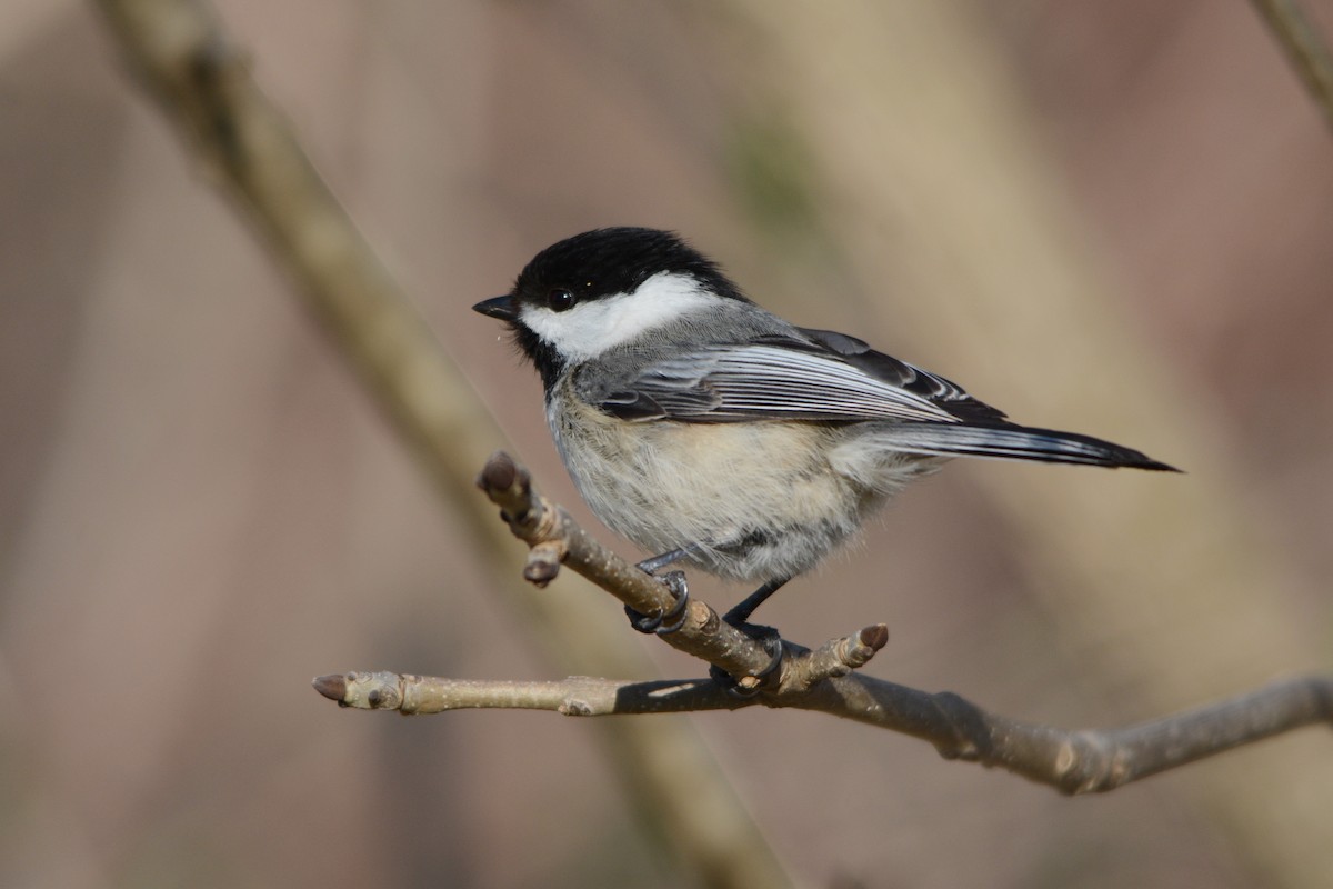 Black-capped Chickadee - Steve Mierzykowski