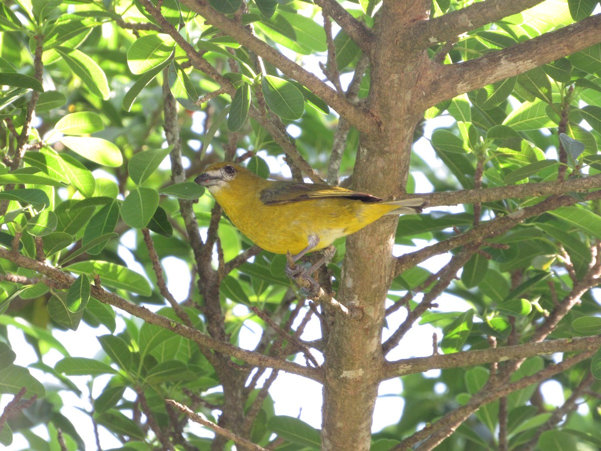 Golden-bellied Euphonia - ML330960601