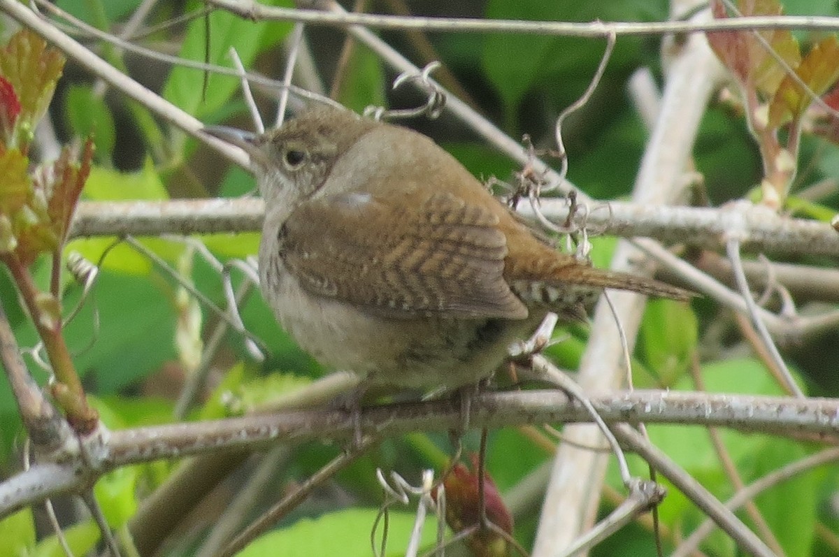 Northern House Wren - ML330960851
