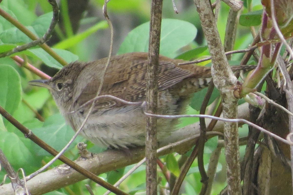 Northern House Wren - ML330960901