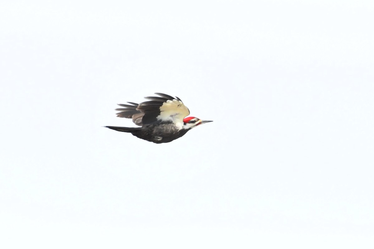 Pileated Woodpecker - ML330960911