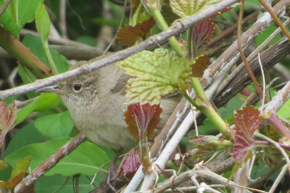 Northern House Wren - ML330960921