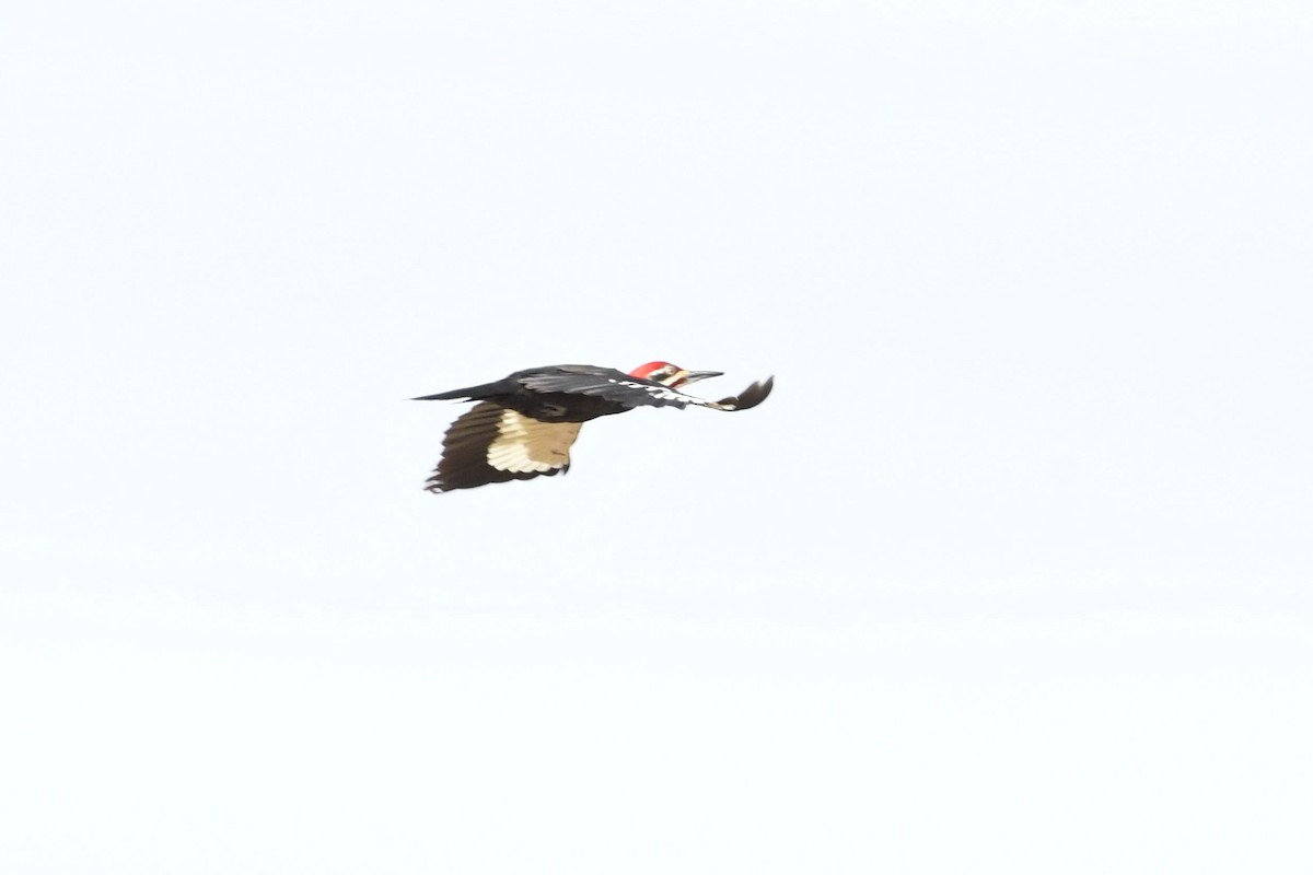 Pileated Woodpecker - ML330960941