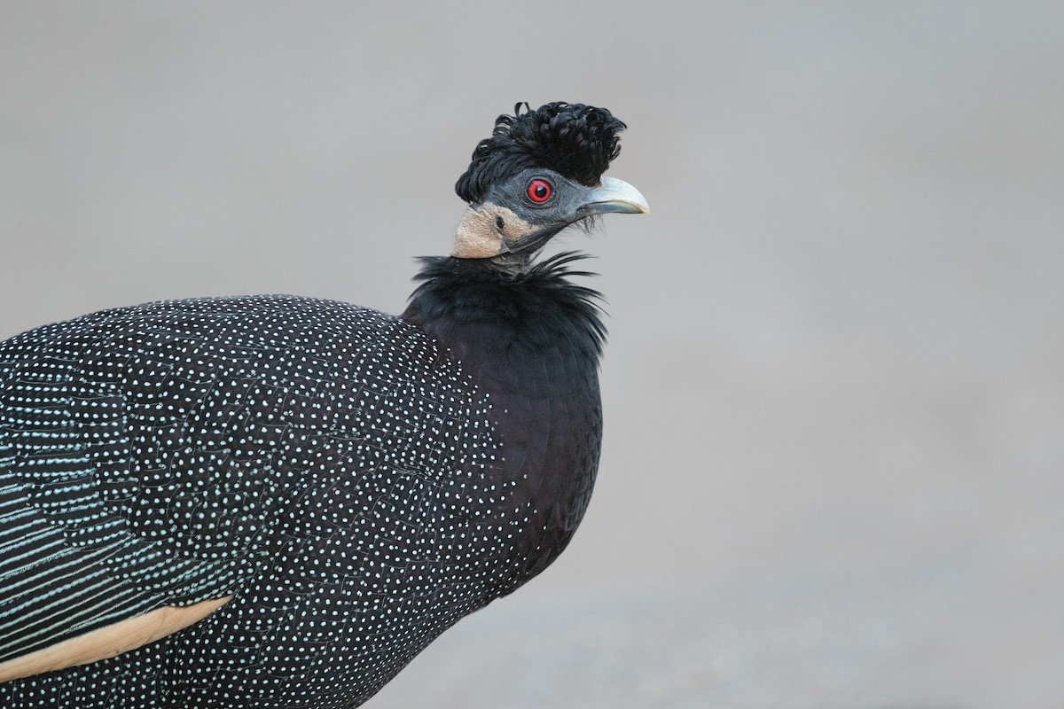 Southern Crested Guineafowl - Michel Gutierrez