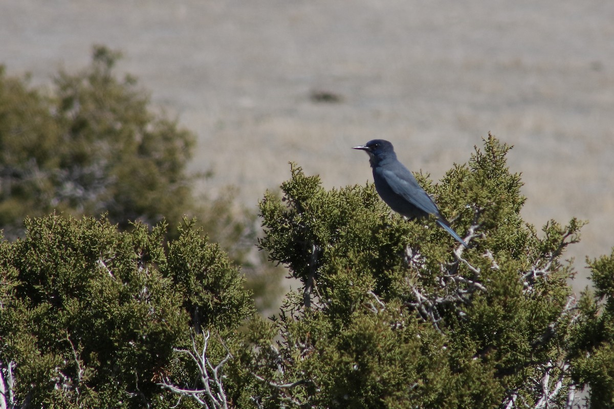 Pinyon Jay - ML330961501