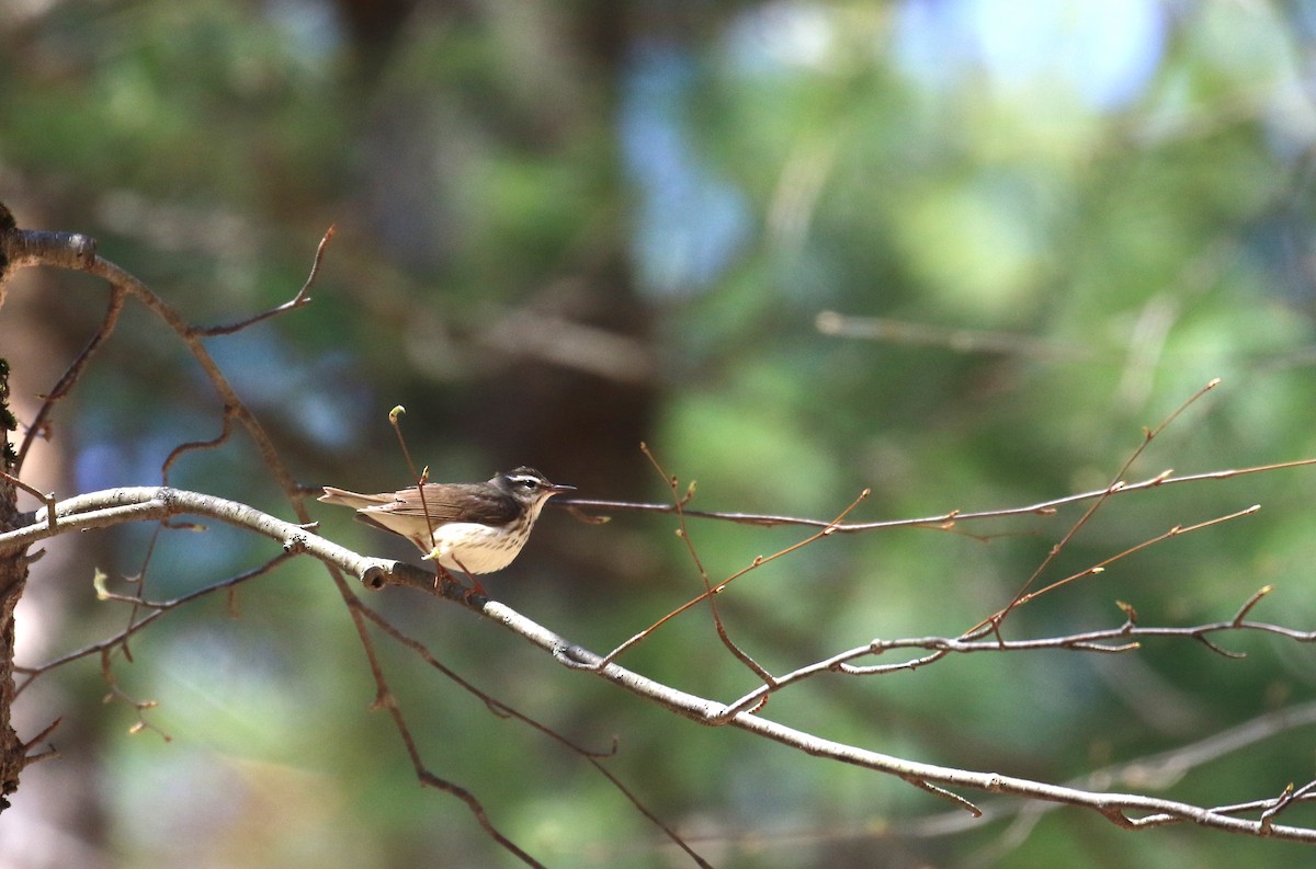 Louisiana Waterthrush - ML330964291