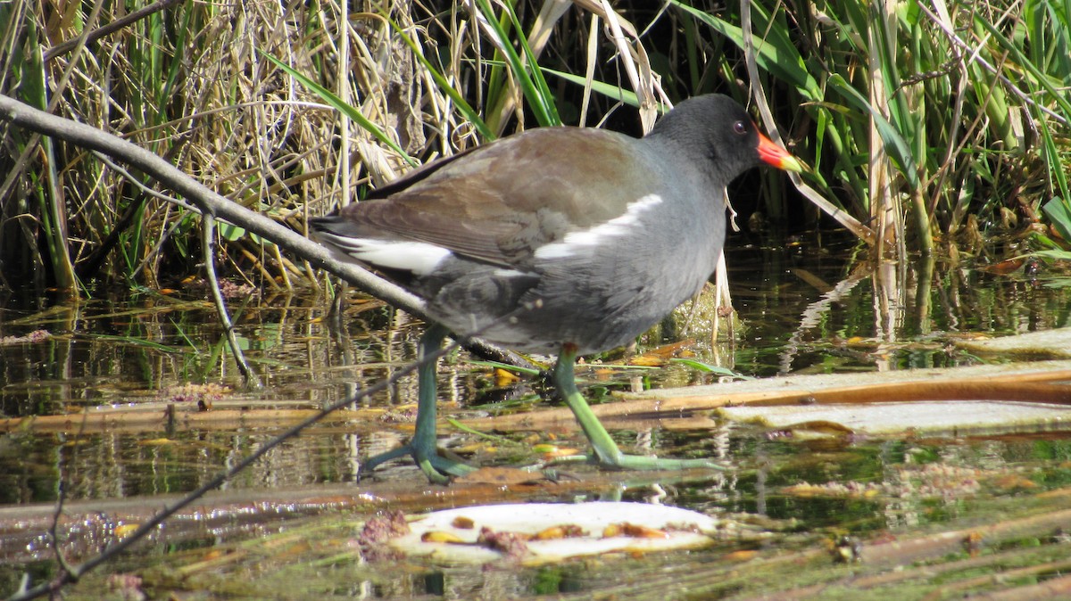 Common Gallinule - Rena Sherring