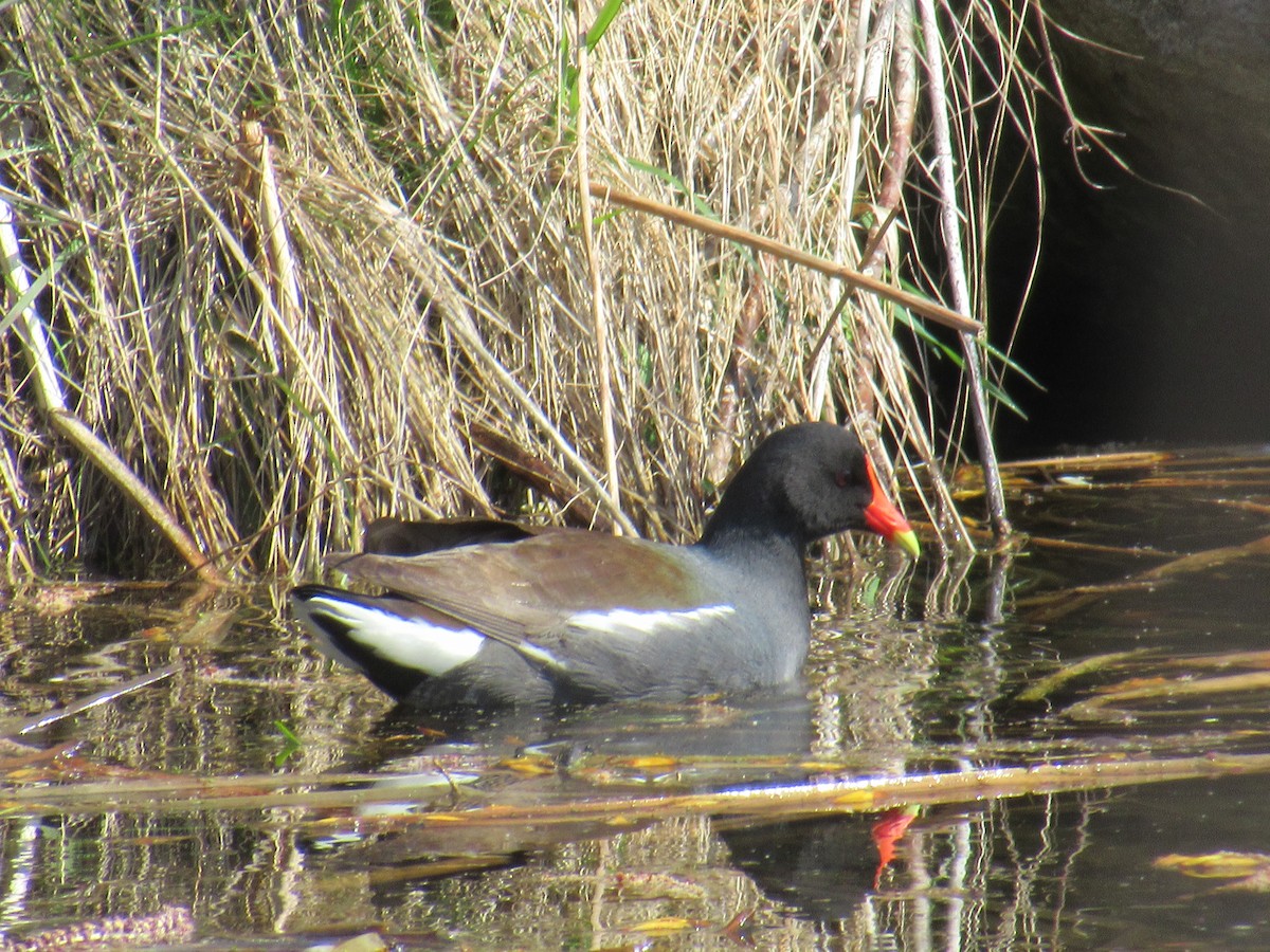 Common Gallinule - Rena Sherring