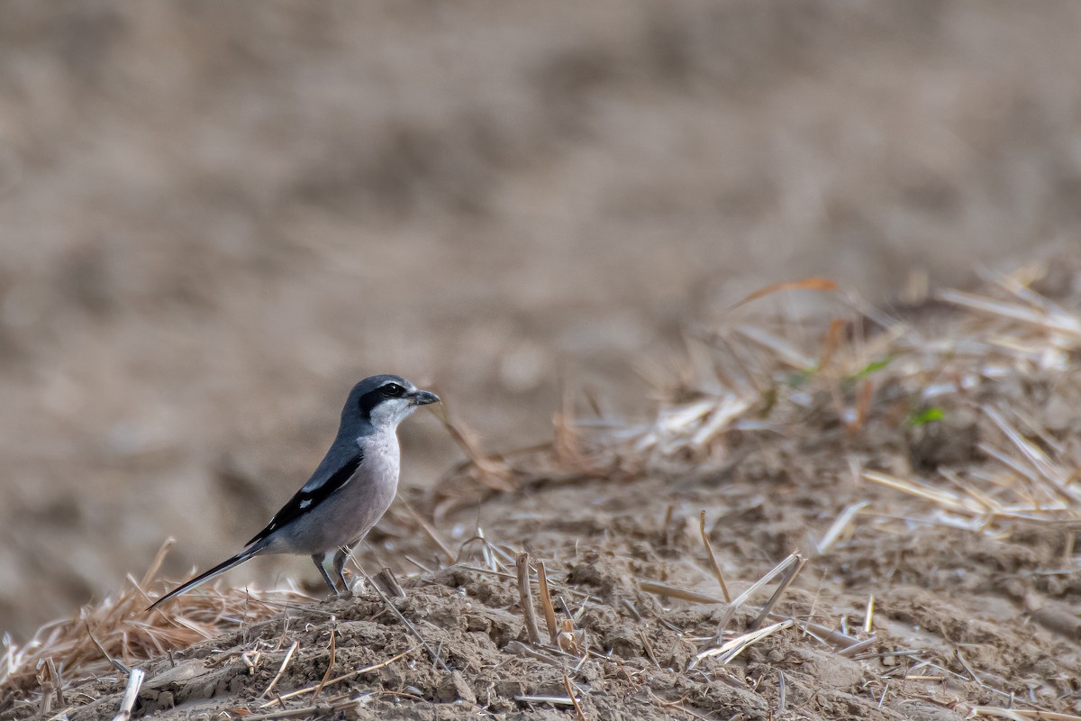 Iberian Gray Shrike - ML330967861
