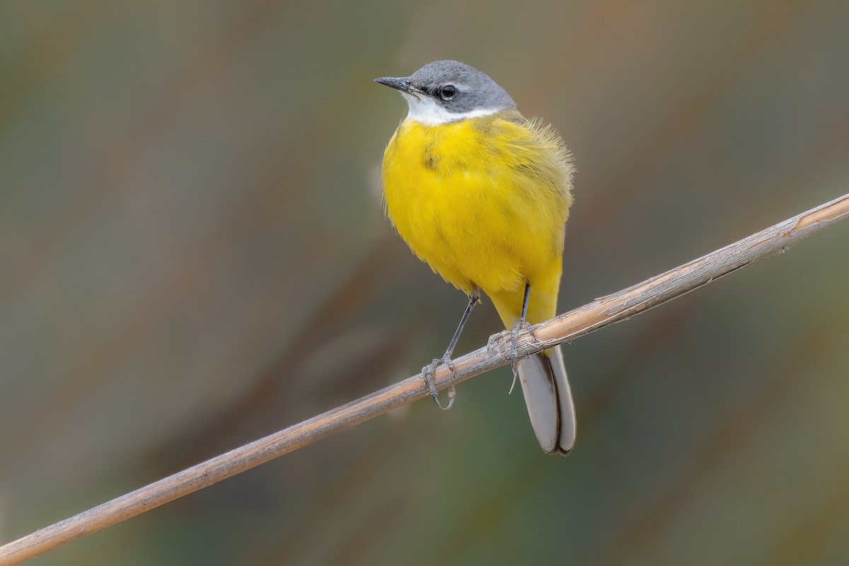 Western Yellow Wagtail - ML330967991