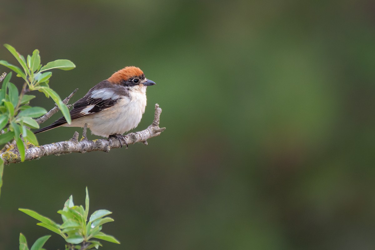 Woodchat Shrike - ML330968641