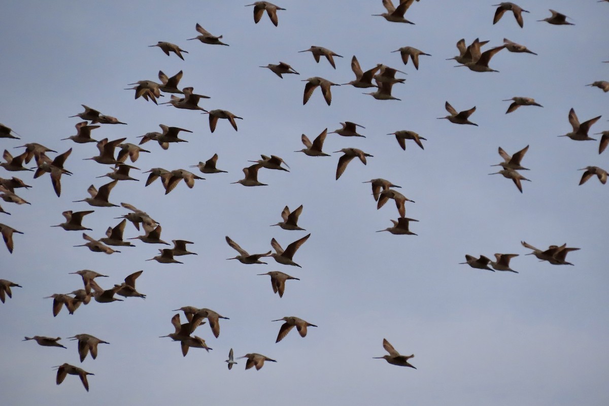 Marbled Godwit - ML330969341