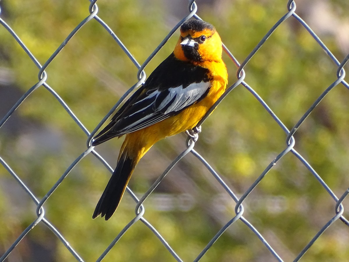 Bullock's Oriole - ML330978611