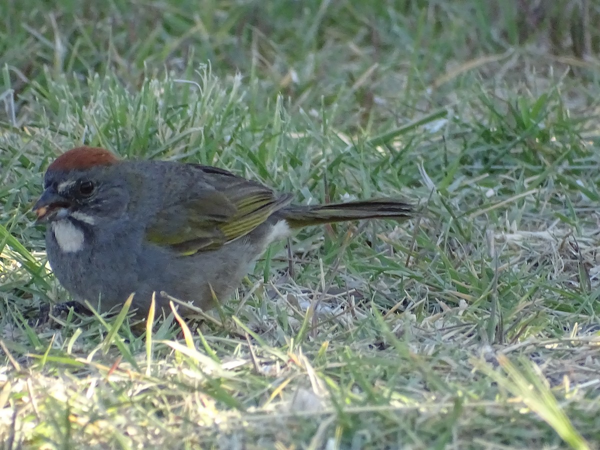 Green-tailed Towhee - ML330979451