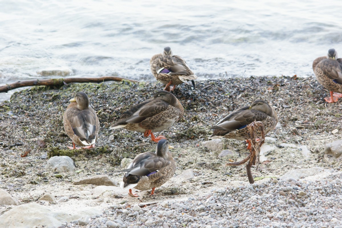 Canard colvert - ML33098030