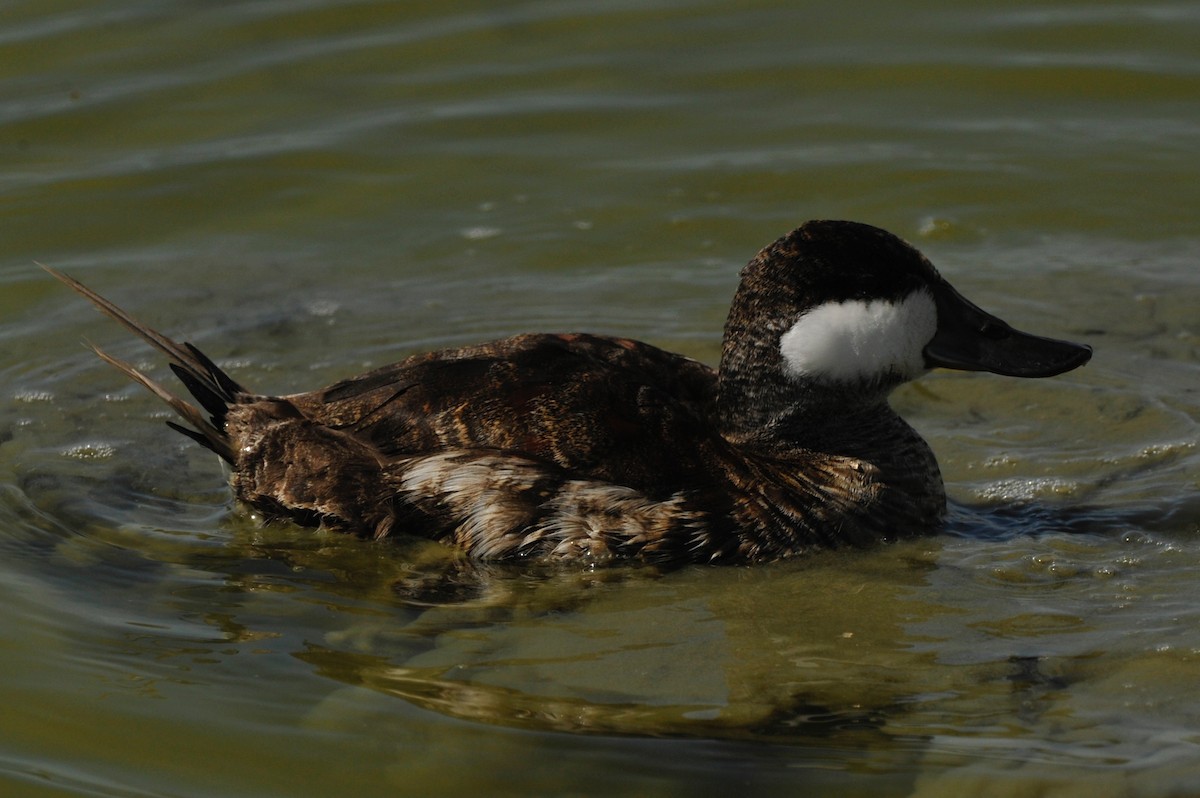 Ruddy Duck - ML33098070