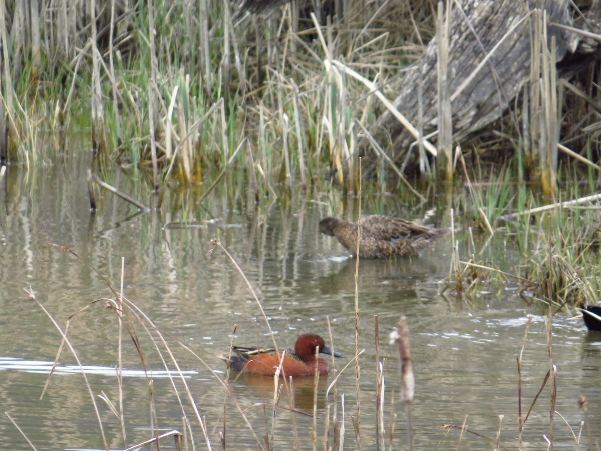 アカシマアジ - ML330981131