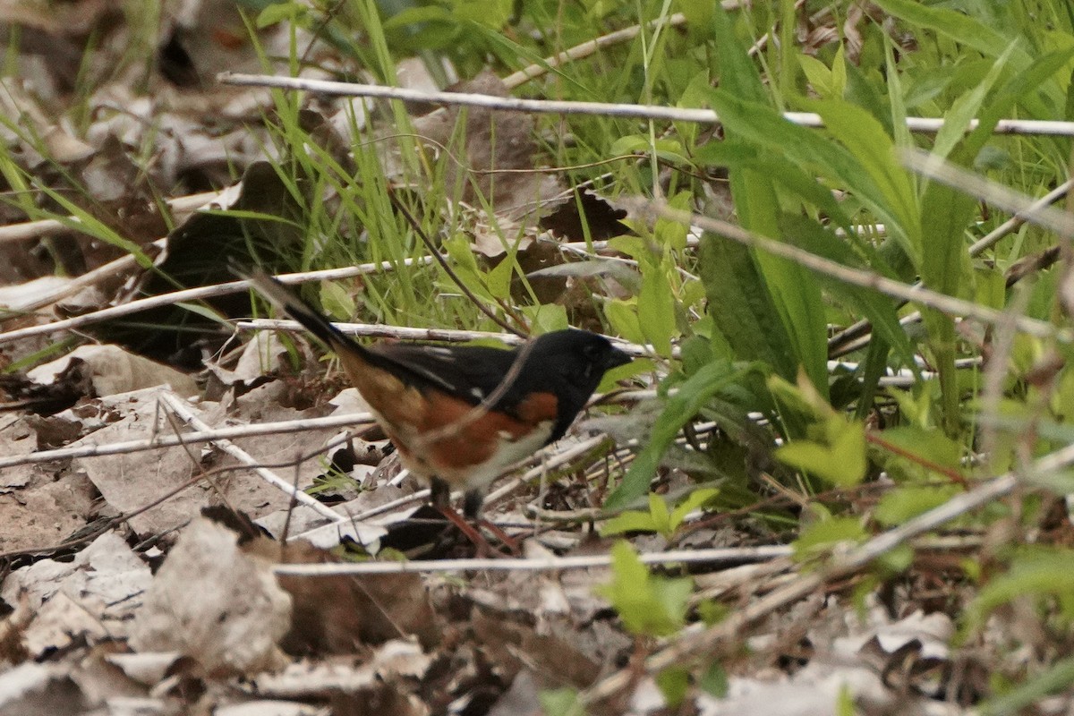 Eastern Towhee - ML330983281