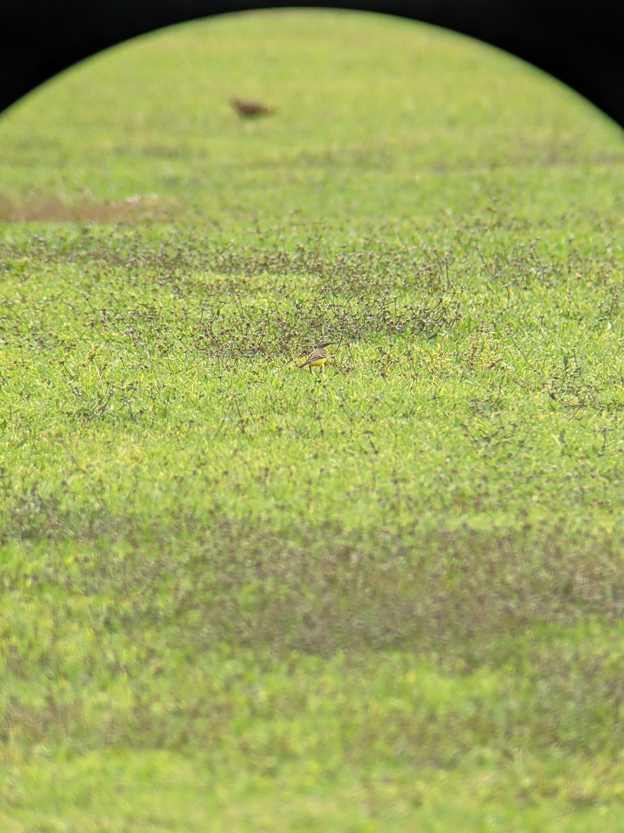 Eastern Yellow Wagtail - ML330986121