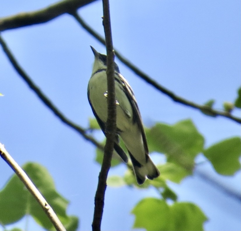 Blauwaldsänger - ML330987181